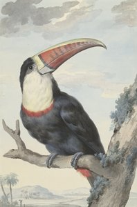 Tucano dal becco rosso
