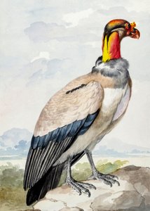 Oroscello da Aert Schouman