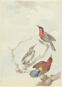 Tre uccelli solari cremisi da Aert Schouman