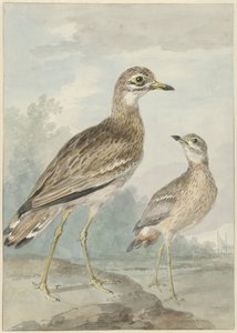 Due occhioni da Aert Schouman