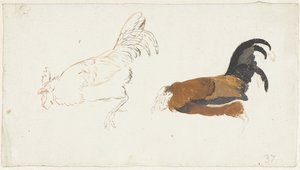 Due studi di un gallo morto