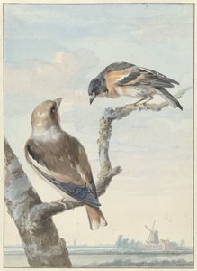 Due uccelli: un frosone (Coccothraustes coccothraustes) e un fringuello (Fringilla montifringilla)
