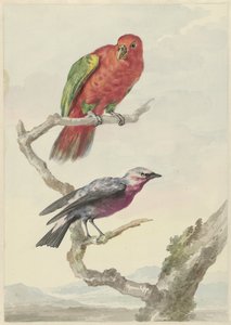 Due uccelli, tra cui un pappagallo rosso-verde da Aert Schouman