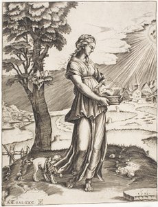 La Sibilla Cumana da Agostino dei Musi