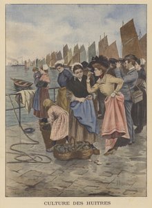 Raccolta di ostriche a Cancale, Bretagna