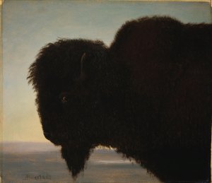 Testa di bufalo da Albert Bierstadt