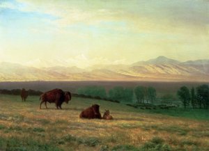 Bufali nelle pianure, c.1890 da Albert Bierstadt