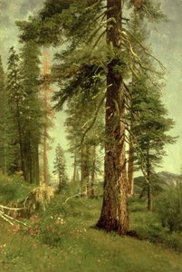 Sequoie della California da Albert Bierstadt