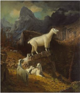 Capre delle Montagne Rocciose