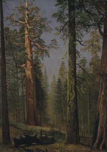 The Grizzly Giant Sequoia, Mariposa Grove, California da Albert Bierstadt