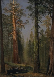 The Grizzly Giant Sequoia, Mariposa Grove, California da Albert Bierstadt