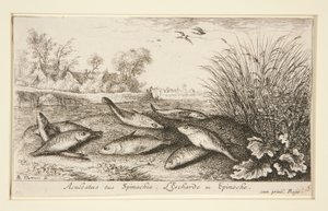 Aculeatus sive Spinachia. L da Albert Flamen