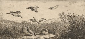 Alcedo, Martin-pescheur Il martin pescatore: Livre d