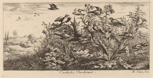 Carduelis, il cardellino da Albert Flamen