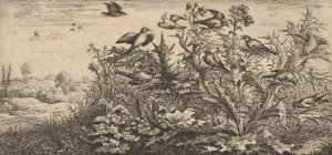 Carduelis, Chardonnet Il cardellino: Livre d