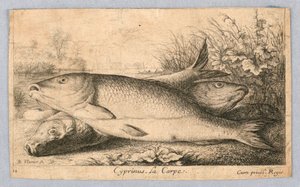 Carpa da Albert Flamen