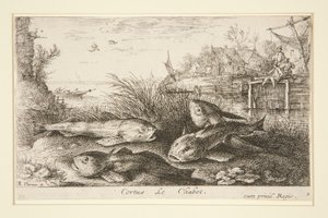Cortus, Le Chabot da Albert Flamen