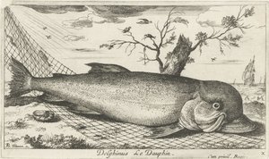 Delfino in una rete da pesca da Albert Flamen