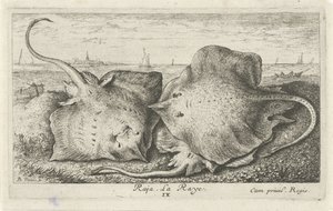 Tre razze sulla spiaggia (serie Pesci e altri animali marini - seconda serie di acqua salata) da Albert Flamen