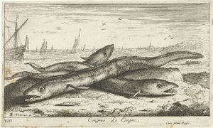Tre anguille di mare sulla spiaggia