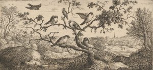 Ficedula, Piuoyne Il Ciuffolotto: Libro degli Uccelli, 1655-1660 da Albert Flamen