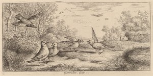Garrulus, la ghiandaia da Albert Flamen