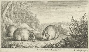 Roditori