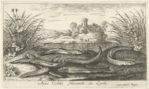 Cobiti di fango su una riva del fiume