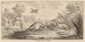 Ortygometra, il Rallo da Albert Flamen
