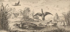 Querquedula, Cercelle Il germano reale: Livre d