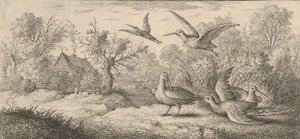Rusticula, Beccaccia: Libro degli uccelli, 1655-1660