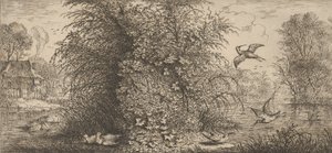 Rusticula minor, Beccassine La Beccaccia: Livre d