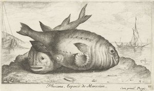 Due focene sulla spiaggia (Pesci e altri animali marini - terza serie) da Albert Flamen