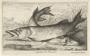 Due lucci su una riva del fiume da Albert Flamen