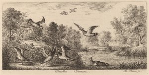 Vanellus, il pavoncella