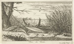 Cavedani su una riva del fiume