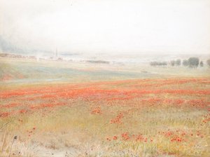 Le zizzanie. Papaveri nel grano. Salisbury