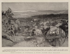 Allevamento di pecore in Australia, una stazione modello vicino a Ballarat