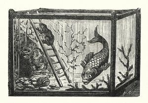 Pesce e rana in un acquario da Albert Robida