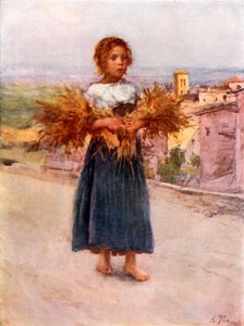 Piccolo spigolatore nella Campagna