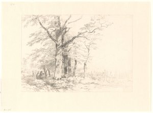 Studio di querce in un paesaggio