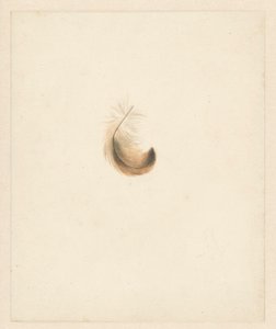 Studio di una piuma