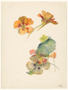 Foglio di studio con nasturzio
