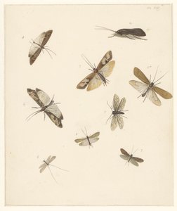 Foglio di studio con otto falene da Albertus Steenbergen