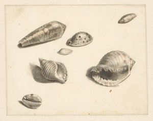Foglio di studio con varie conchiglie