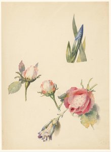 Foglio di studio con tre rose e un