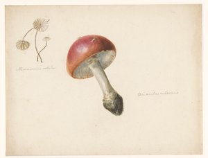 Foglio di studio con funghi, l