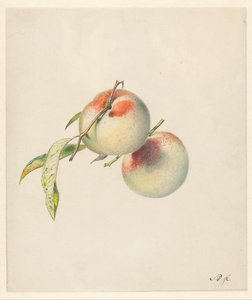 Due pesche sui loro gambi da Albertus Steenbergen