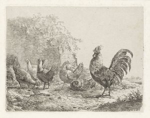 Gallo con cinque galline