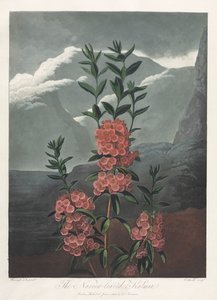 Il Tempio di Flora, o Giardino della Natura: Il Kalmia a Foglie Strette da Albrecht Altdorfer